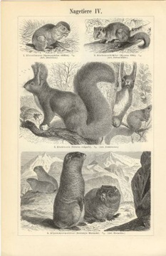 Zwierzęta cz. 4   oryginalne XIX w. grafiki