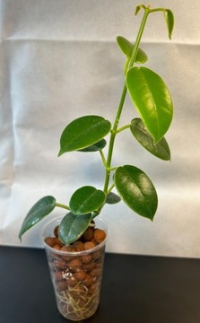 Hoya lauterbachii - sadzonka ukorzeniona, rosnąca