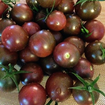 Pomidor Black Cherry nasiona kolekcjonerskie