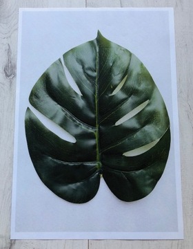 Obraz plakat liście zielony tropikalny natura 21 x