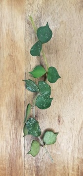Hoya curtisii - cięta sadzonka 