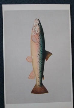 Ryby - ryciny 1957 rok 10 sztuk / szczupak/ troć 
