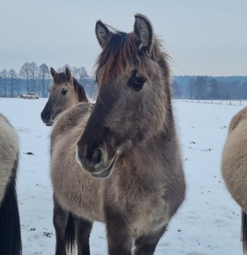 Klacz konika polskiego