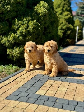 mini goldendoodle piękny ostatni piesekZapraszam!!