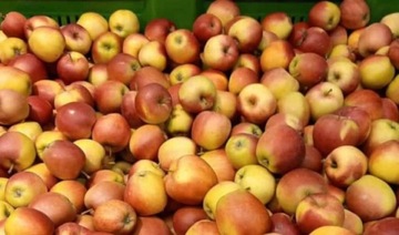 Skrzynka jabłek od sadownika 18 na sok