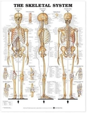 UKŁAD KOSTNY - szkielet plakat anatomiczny