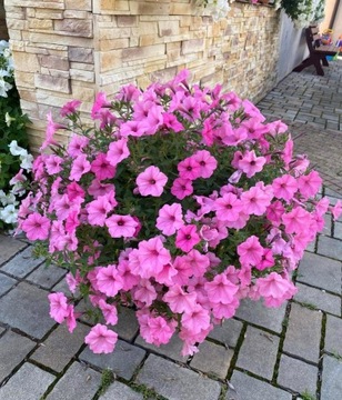 Supertunia vista „bubblegum” 