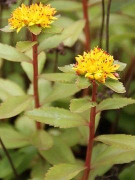 Rozchodnik Maksymowicza sedum - rabatowy, wysoki