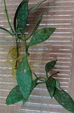 Hoya hoja parviflora splash ukorzeniona 
