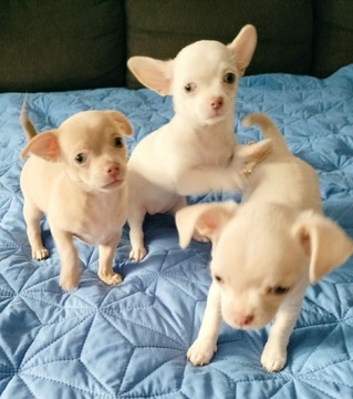 Pieski Chihuahua 