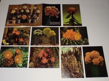 Kaktusy 8 pocztówek PRL