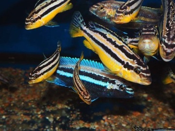 Melanochromis auratus pyszczak złocisty Malawi Wor