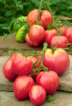Sadzonki rozsada pomidor bawole serce oxheart