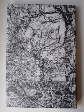 "Old hedge" Zdjęcie na płótnie  20x30cm