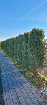 TUJA SZMARAGD THUJA SMARAGD