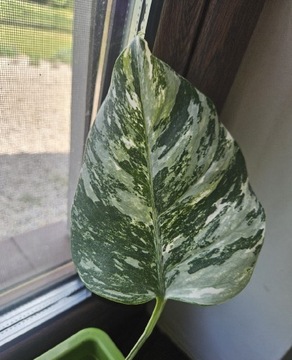 Monstera variegata ukorzenione sadzonka