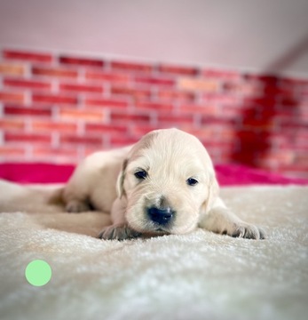 Mistrzowski szczeniak golden retriver ZKWP FCI