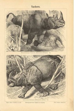 Zwierzęta cz. 10  oryginalne XIX w. grafiki