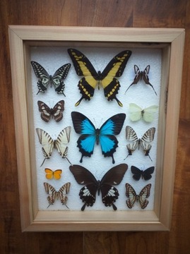 Gablotka motyle Morpho Urania Papilio na ścianę