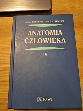 Anatomia bochenka