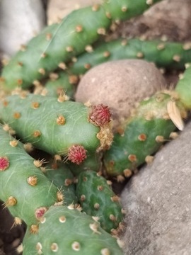 OPUNTIA RUTILA X AURERA - MROZOODPORNA 