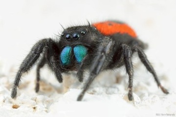 Skakun Phidippus johnsoni L4 duży czerwony skakun