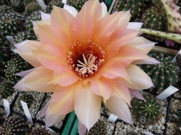 Echinopsis   Rheingold hybryd   Winkel 233