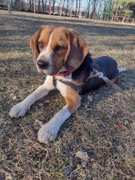 Reproduktor Beagle