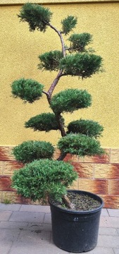 Bonsai Niwaki Jałowiec wirginijski Hetz