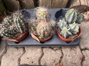 Zestaw 3x kaktus w doniczce