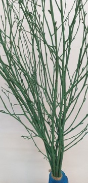 Dekoracyjne Gałązki brzozy malowane Zielone  60cm