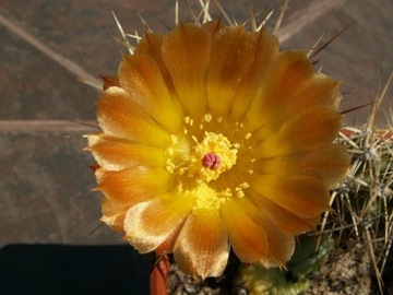 Austrocactus sp. SAR 12641 - 10 nasion