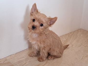 Yorkshire terrier suczki 