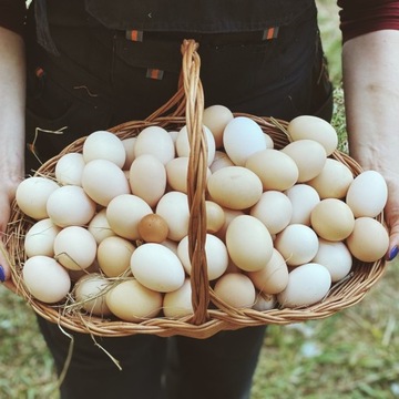 Jaja wiejskie z mazurskiej wsi dostawa gratis xg7p