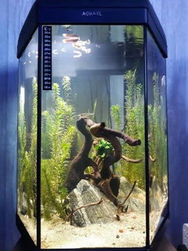 Zestaw akwarium Aquael HEXA 60- nietypowe akwarium
