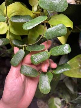 Hoya Rotundiflora - sadzonka cięta