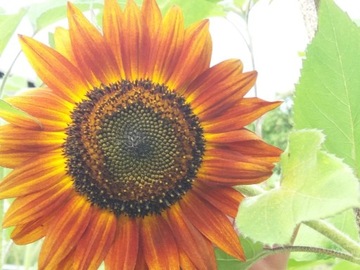Słonecznik ozdobny kwiat 