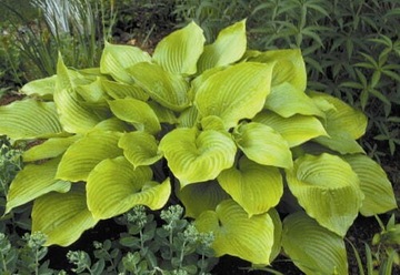 Funkia Hosta Sum And Substannce 