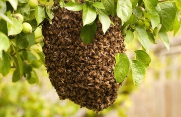 Usówanie roju pszczół, rój pszczół