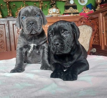 Cane Corso - piękne szczeniaczki FCI ZKwP