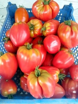 Pomidory Malinowe i inne z naturalnej uprawy! 