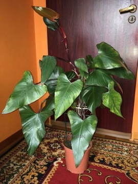 Philodendron King of Spades dorosły bordowy