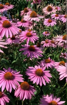 Jeżówka echinacea różowa 