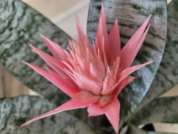 Echmea wstęgowata Aechmea fasciata primera