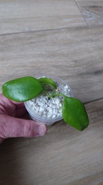 Hoya diptera sadzonka ukorzeniona