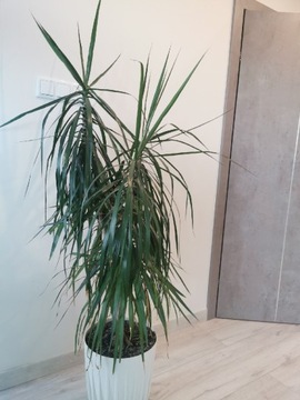 Dracena obrzeżona marginata zielono-czerwona 170cm