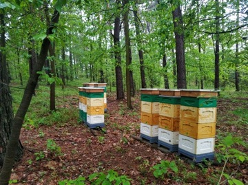 Pyłek pszczeli wielokwiatowy 0.5 kg 