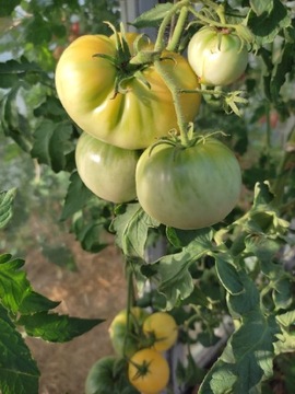 Kolekcjonerskie nasiona pomidor Biały 
