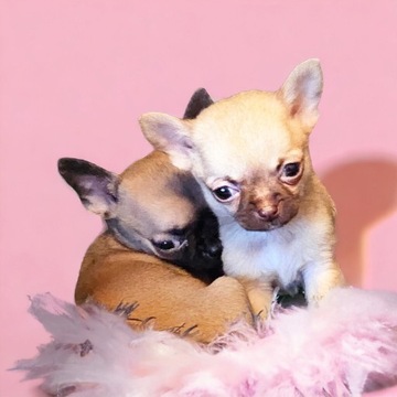 Chihuahua Exclusiv XXS Piękne mądre Rodowód FCI 