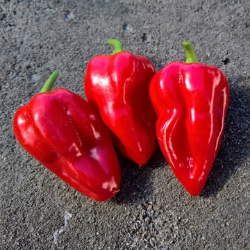 Papryka Red Habanero nasiona kolekcjonerskie